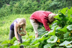 Lire la suite à propos de l’article Comment se rapprocher de l’autonomie alimentaire(quelques conseils)