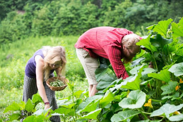 You are currently viewing Comment se rapprocher de l’autonomie alimentaire(quelques conseils)