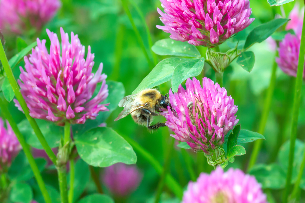 You are currently viewing La chute de la biodiversité met en danger notre alimentation